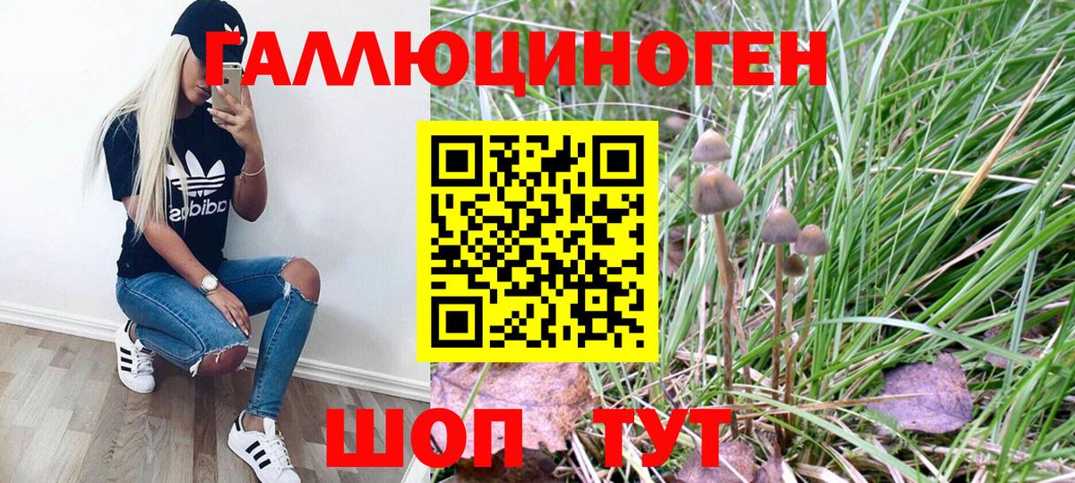 Псилоцибиновые грибы Psilocybe  Вход с VPN  где купить наркоту  Отрадный 